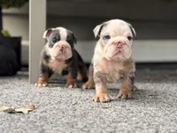 Blue Tri Merle , a male English Bulldog for sale in Port Saint Lucie, FL – 2 of 7