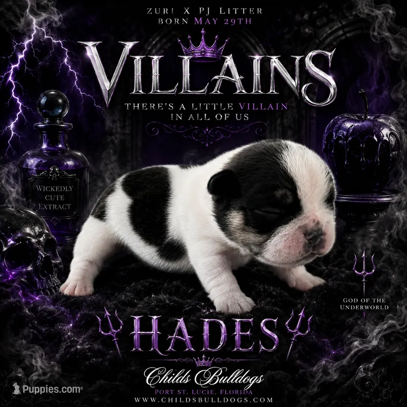 Hades  – French Bulldog puppy for sale in Port Saint Lucie, FL
