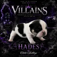 Hades , a male French Bulldog for sale in Port Saint Lucie, FL – 1 of 1