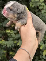 Blue Tri One , a male English Bulldog for sale in Port Saint Lucie, FL – 3 of 4