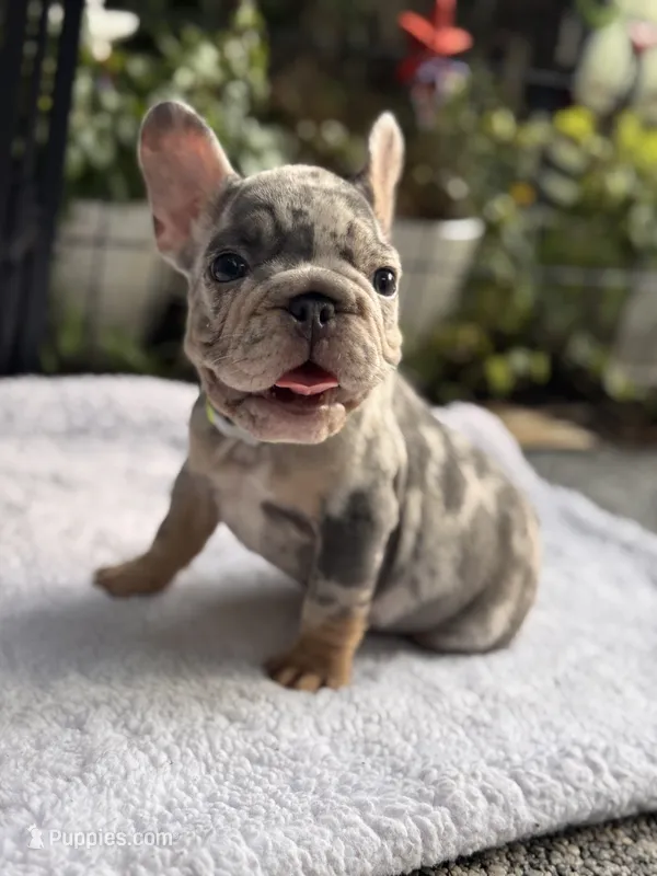 Perry – French Bulldog puppy for sale in Port Saint Lucie, FL