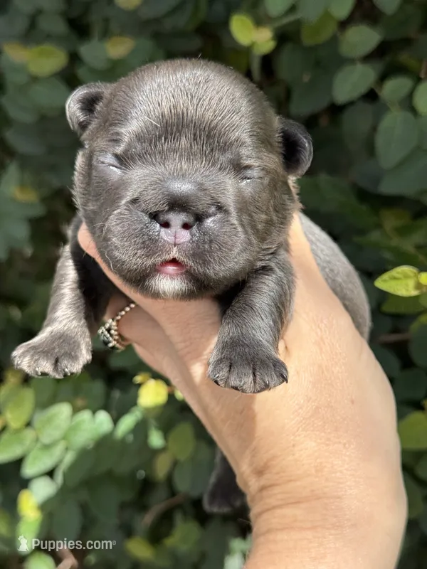 Fluffy Big Rope Blue and Tan  – French Bulldog puppy for sale in Port Saint Lucie, FL