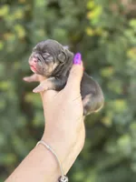 Magnolia, a female French Bulldog for sale in Port Saint Lucie, FL – 2 of 5