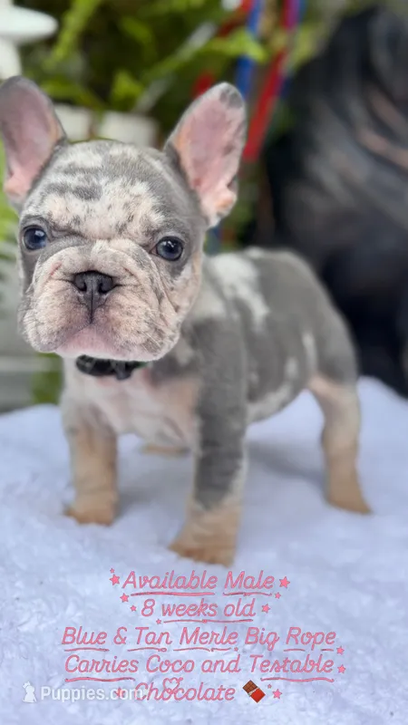 Taz  – French Bulldog puppy for sale in Port Saint Lucie, FL