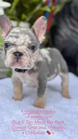Taz , a male French Bulldog for sale in Port Saint Lucie, FL – 1 of 3