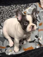 Queenie , a female French Bulldog for sale in Port Saint Lucie, FL – 2 of 3