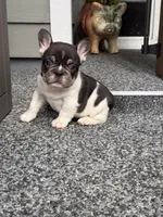 CypresS, a male French Bulldog for sale in Port Saint Lucie, FL – 4 of 4
