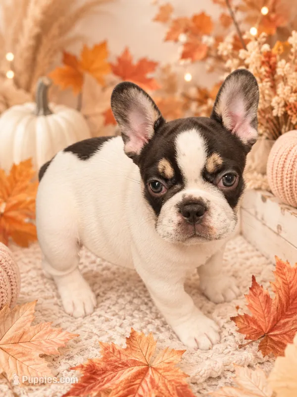 Hades  – French Bulldog puppy for sale in Port Saint Lucie, FL