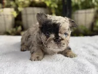 Fluffy Black and Tan Purple , a female French Bulldog for sale in Port Saint Lucie, FL – 2 of 4