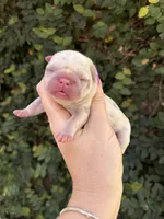 Dahlia, a female French Bulldog for sale in Port Saint Lucie, FL – 1 of 3