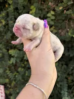 Dahlia, a female French Bulldog for sale in Port Saint Lucie, FL – 2 of 3