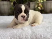 Cedar, a male French Bulldog for sale in Port Saint Lucie, FL – 1 of 3
