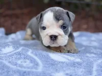 Blue Tri, a female English Bulldog for sale in Port Saint Lucie, FL – Photo 4 of 4