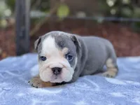 Blue Tri, a female English Bulldog for sale in Port Saint Lucie, FL – Photo 2 of 4
