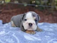 Blue Tri, a female English Bulldog for sale in Port Saint Lucie, FL – Photo 1 of 4