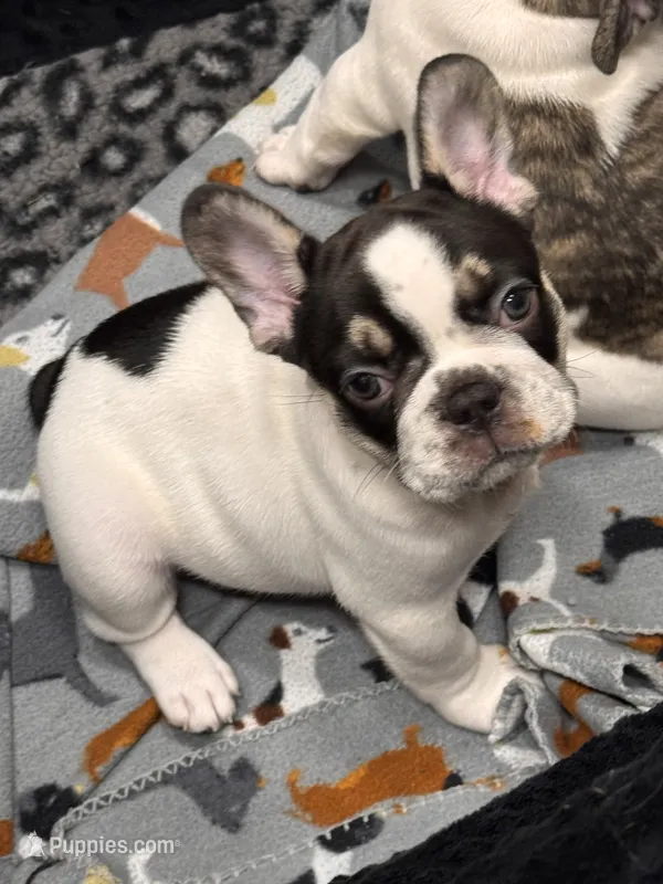 Hades  – French Bulldog puppy for sale in Port Saint Lucie, FL