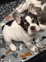 Hades , a male French Bulldog for sale in Port Saint Lucie, FL – 1 of 2