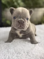 Freedom , a male French Bulldog for sale in Port Saint Lucie, FL – 5 of 6