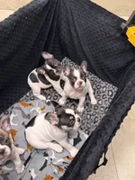Mal, a female French Bulldog for sale in Port Saint Lucie, FL – 4 of 4