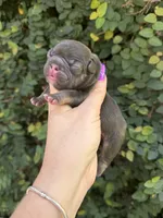 Violet, a female French Bulldog for sale in Port Saint Lucie, FL – 2 of 3