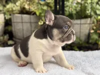 CypresS, a male French Bulldog for sale in Port Saint Lucie, FL – 3 of 4