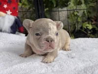 Bronx , a male French Bulldog for sale in Port Saint Lucie, FL – 2 of 3