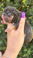 Magnolia, a female French Bulldog for sale in Port Saint Lucie, FL – 1 of 5