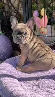 Opal, a female French Bulldog for sale in Port Saint Lucie, FL – Photo 1 of 3