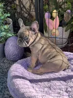 Opal, a female French Bulldog for sale in Port Saint Lucie, FL – Photo 3 of 3