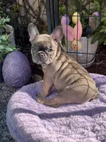 Opal, a female French Bulldog for sale in Port Saint Lucie, FL – Photo 2 of 3