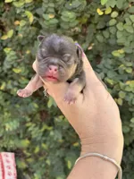 Magnolia, a female French Bulldog for sale in Port Saint Lucie, FL – 3 of 5