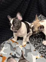 Mal, a female French Bulldog for sale in Port Saint Lucie, FL – 2 of 4