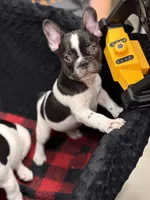 Mal, a female French Bulldog for sale in Port Saint Lucie, FL – 2 of 3