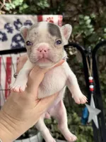 Zinnia RUNT , a female French Bulldog for sale in Port Saint Lucie, FL – 3 of 4