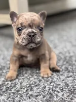 Sterling, a male French Bulldog for sale in Port Saint Lucie, FL – Photo 3 of 8