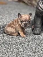 Sterling, a male French Bulldog for sale in Port Saint Lucie, FL – Photo 6 of 8