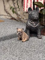 Sterling, a male French Bulldog for sale in Port Saint Lucie, FL – Photo 8 of 8