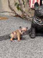 Sterling, a male French Bulldog for sale in Port Saint Lucie, FL – Photo 7 of 8