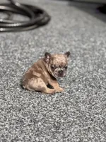 Sterling, a male French Bulldog for sale in Port Saint Lucie, FL – Photo 5 of 8