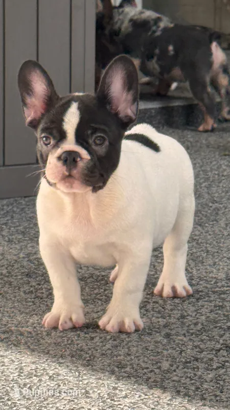 Cedar – French Bulldog puppy for sale in Port Saint Lucie, FL