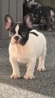 Cedar, a male French Bulldog for sale in Port Saint Lucie, FL – 1 of 8