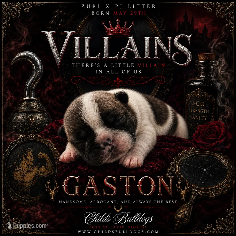 Gaston  – French Bulldog puppy for sale in Port Saint Lucie, FL