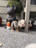Blue Tri Merle , a male English Bulldog for sale in Port Saint Lucie, FL – 3 of 7