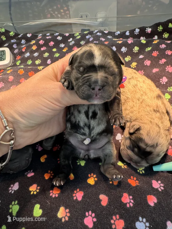 Fluffy Black and Tan Merle Pink – French Bulldog puppy for sale in Port Saint Lucie, FL