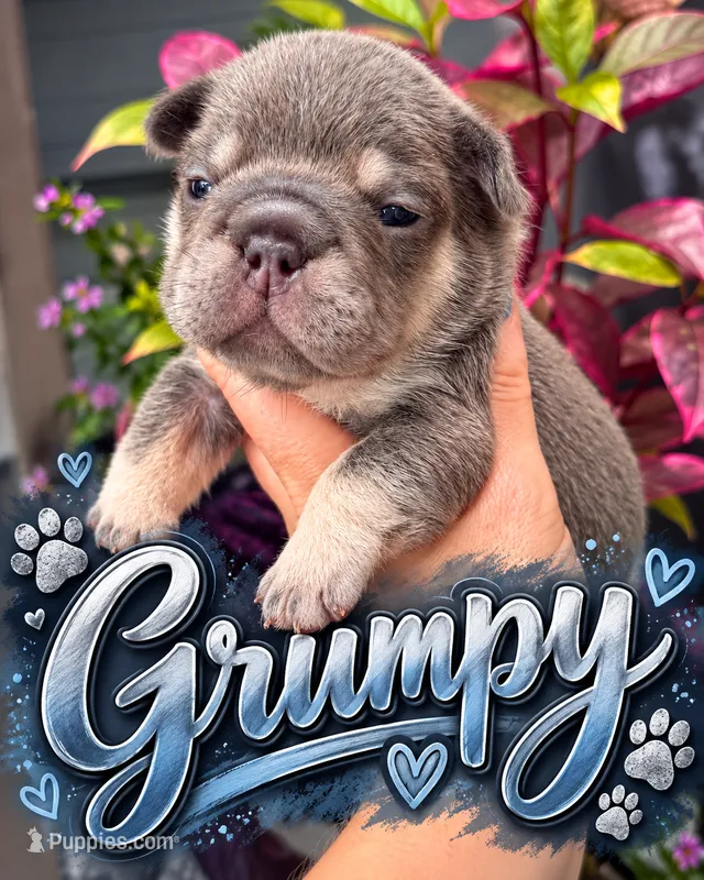 Grumpy – French Bulldog puppy for sale in Port Saint Lucie, FL