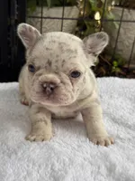 Dahlia, a female French Bulldog for sale in Port Saint Lucie, FL – 3 of 5