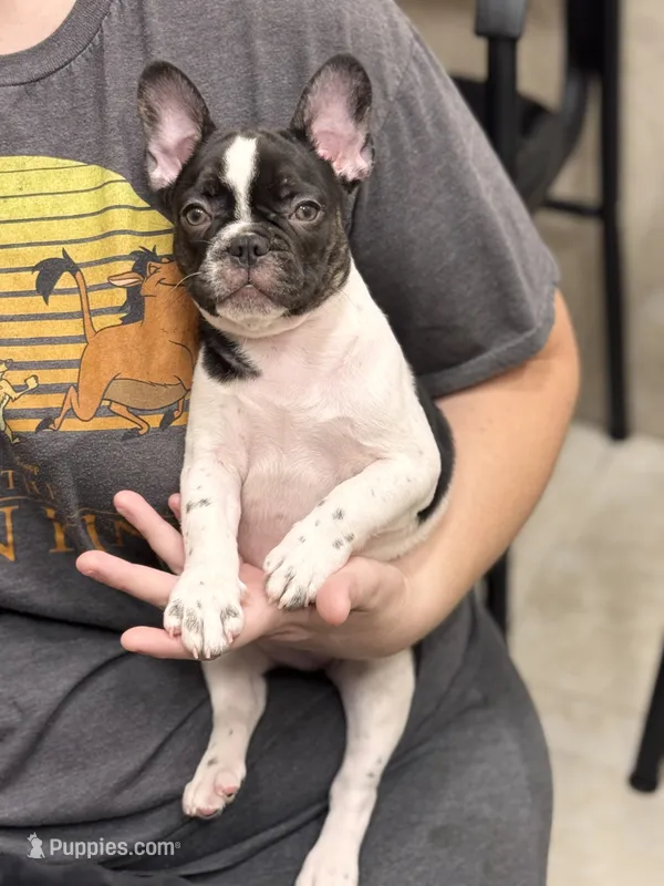 Mal – French Bulldog puppy for sale in Port Saint Lucie, FL