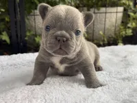 Freedom , a male French Bulldog for sale in Port Saint Lucie, FL – 3 of 6