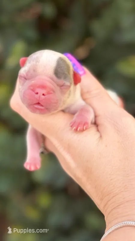 Zinnia – French Bulldog puppy for sale in Port Saint Lucie, FL
