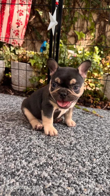 Magnolia – French Bulldog puppy for sale in Port Saint Lucie, FL